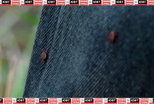 27 укусов клещей зафиксировали в Альметьевском районе