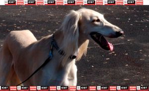 Кинологи Альметьевска рассказали, чем опасны клещи для четвероногих