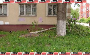 Альметьевцы просят убрать 64-летний тополь, чьи ветки упали рядом с газовой трубой