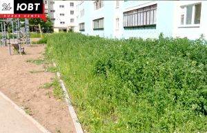 Альметьевцам огласили график покоса травы на 17 июня