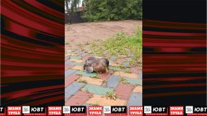 На Каскаде прудов в Альметьевске умирают утки