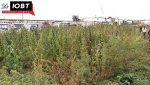 Полиция Лениногорска уничтожила 10 кустов дикой конопли в ходе операции «Мак-2026»