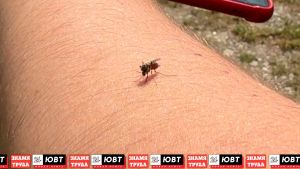 Татарстанцам рассказали о лучших методах защиты от комаров