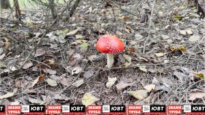 Три человека обратились с симптомами отравления грибами с начала года в АЦРБ