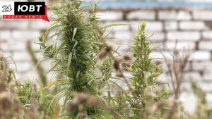 Полиция Бугульмы уничтожила 214 кв.м. наркосодержащих растений