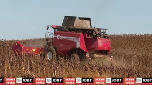 Аграрии Альметьевского района собирают кукурузу и подсолнечник