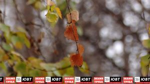 Ученая рассказала, почему осенью желтеют листья
