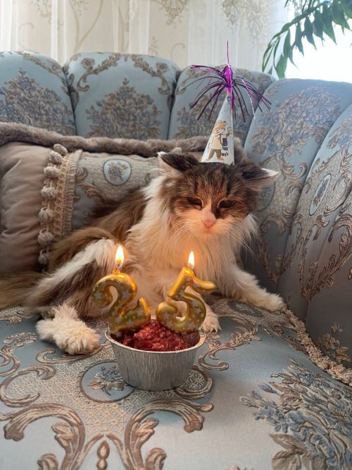 Кошке-долгожительнице из Альметьевска исполнилось 25 лет