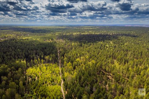 В Татарстане собрали 12,1 тонны семян для восстановления лесов