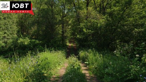 В рамках нацпроекта в Татарстане планируются лесовосстановительные работы на площади 1,2 тысячи га