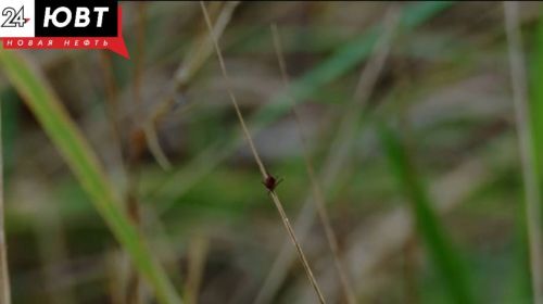 В Лениногорском районе зарегистрирован первый случай укуса клеща