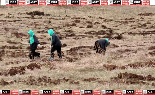 Больше 8 тысяч деревьев высадили в Альметьевском районе в рамках Всероссийской акции «Сад памяти»