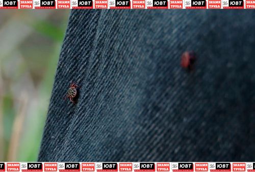 27 укусов клещей зафиксировали в Альметьевском районе