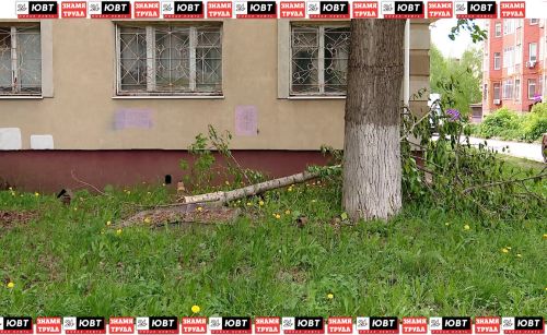 Альметьевцы просят убрать 64-летний тополь, чьи ветки упали рядом с газовой трубой